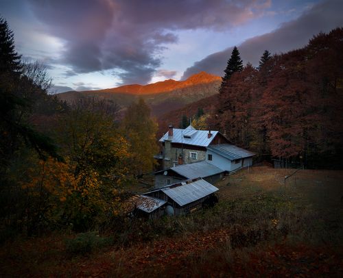 Morning in the forest / Утро в лесу