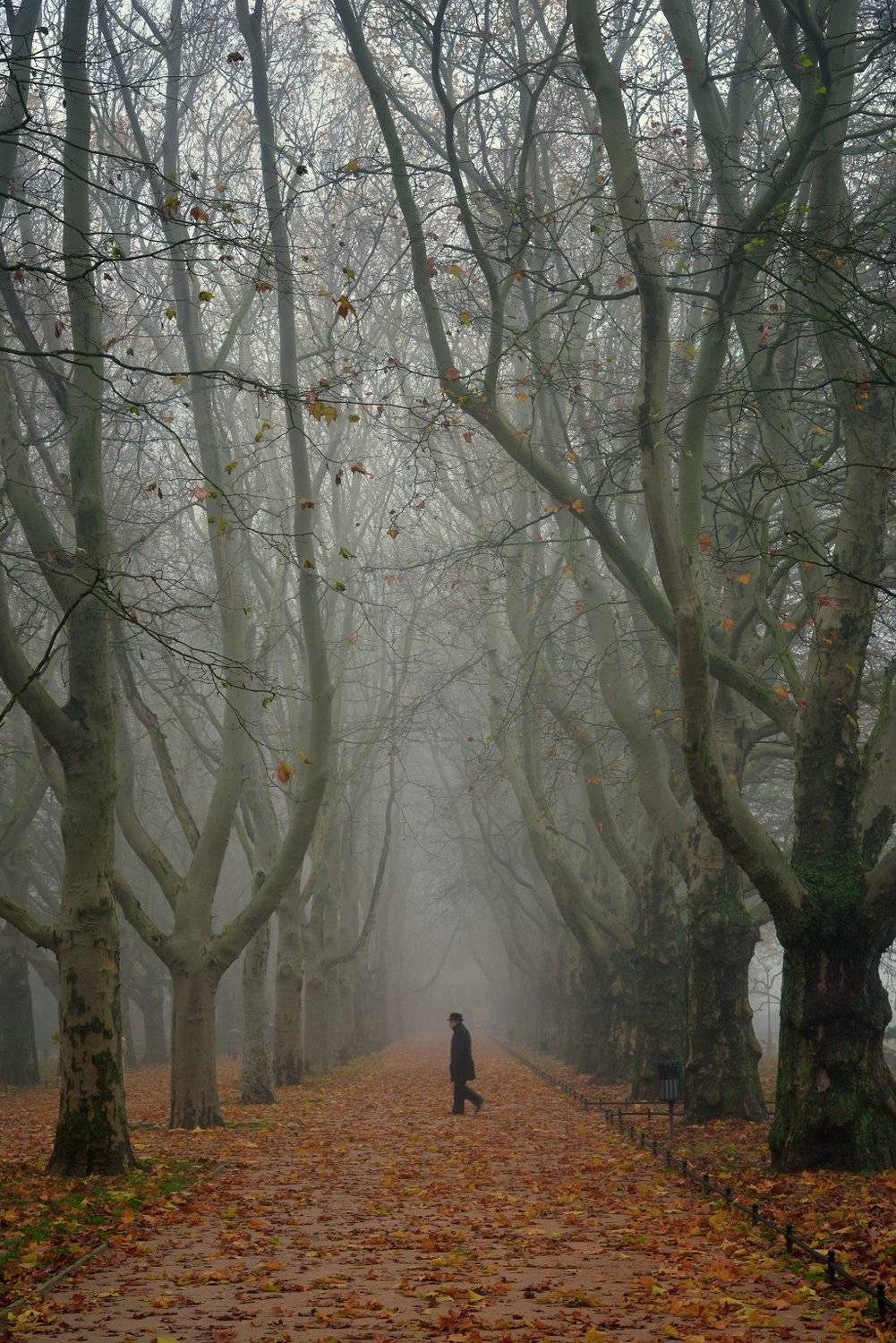 детектив walk autumn fall alley trees path road poland tree mist foggy morning, Radoslaw Dranikowski