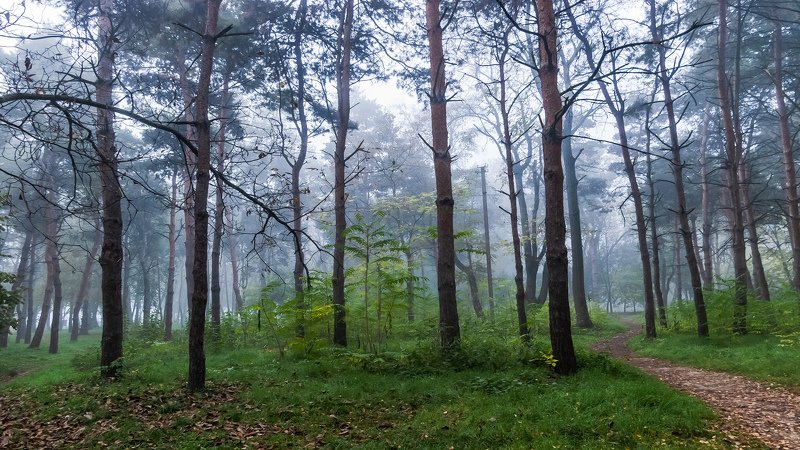 Утренний туман фото превью