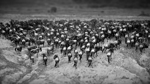 EXODUS