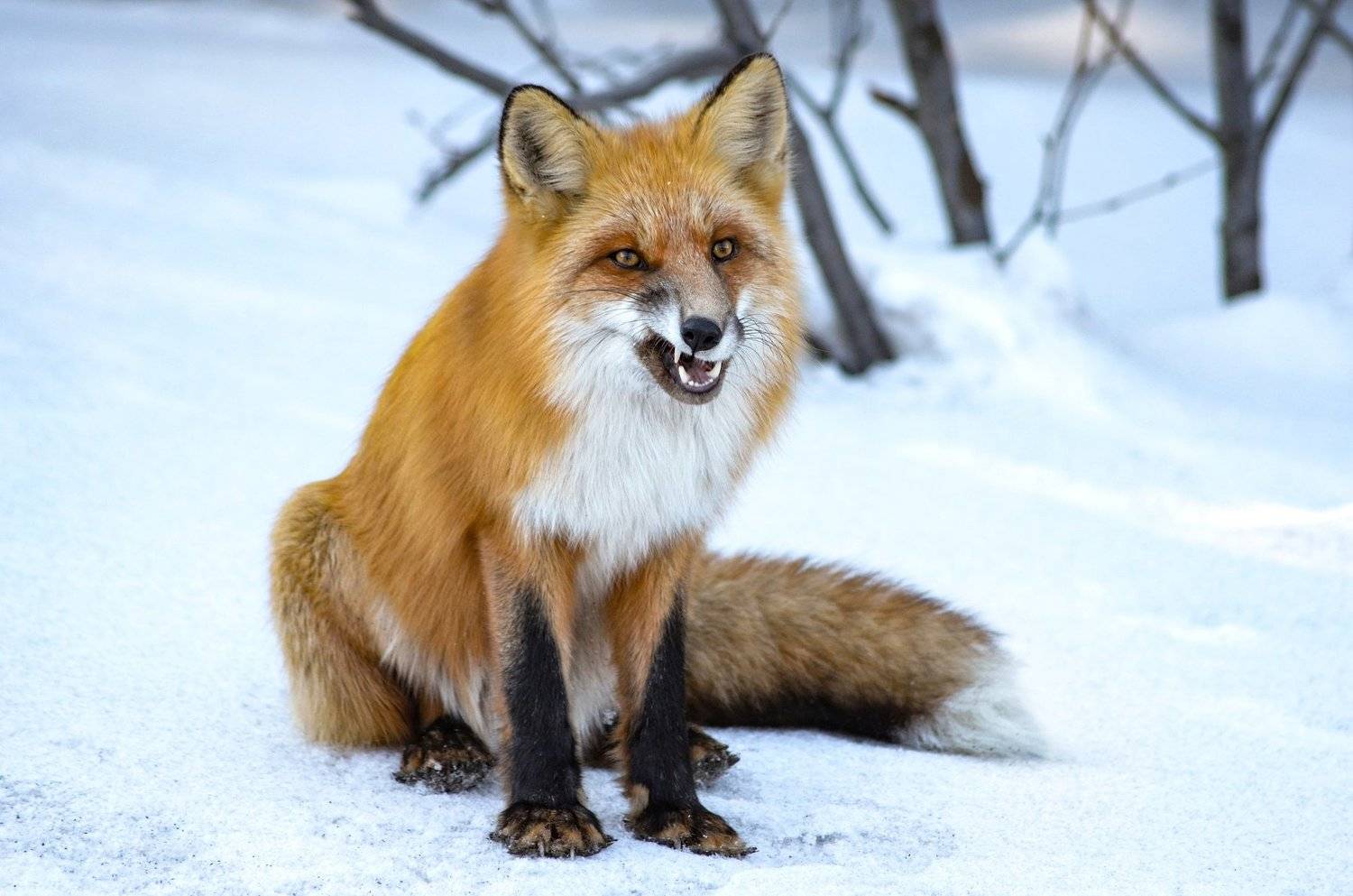 зима, лиса, дикие животные, снег, животные, Вероника Романенко