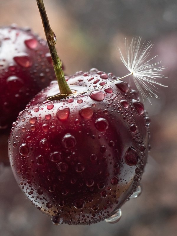 макро капля черешня одуванчик Капли. Одуванчик. Черешня фото превью