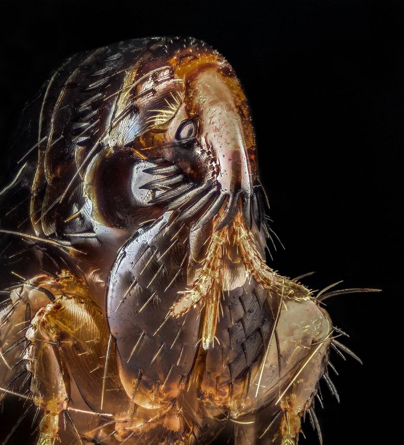 ceclii, macro, extrememacro, nikon, nikon d3400, nikon tu plan fluor 10x, Tsvetan Ganev