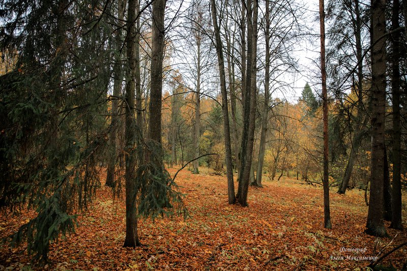 Осенний лес фото превью