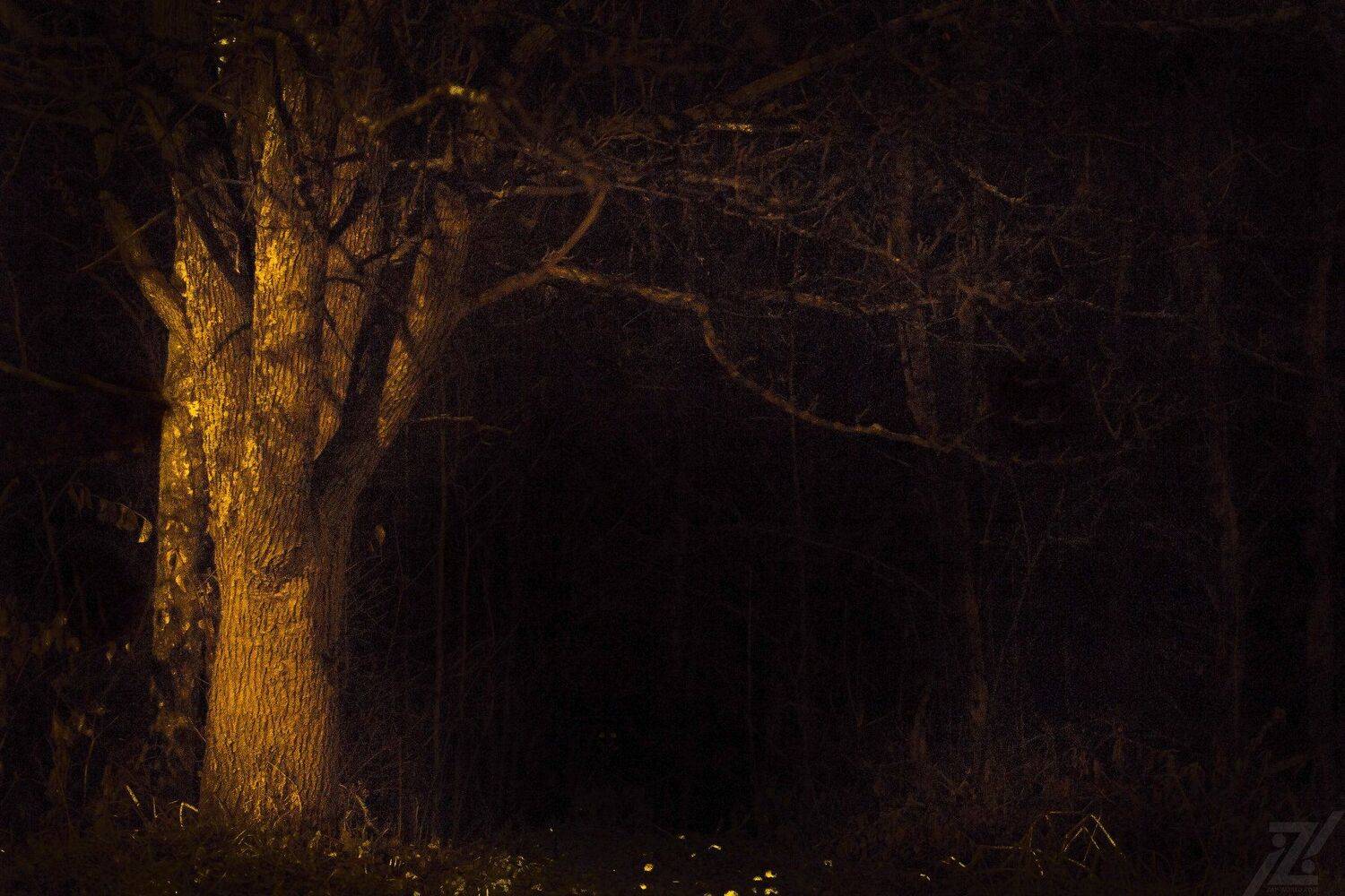 Город,абстрактно,креативно,улица,ночная улица,ночь,ночное креативное,креатив,заброшка,zapworld,завод,шар,индастриал,фото,Беларусь,новополоцк,Пейзаж, природный, небо, лес, краски, берег, вода, водоем, пруд, озеро, гладь, камыш, тростник, трава, отражение, , Sergey Shevtsov