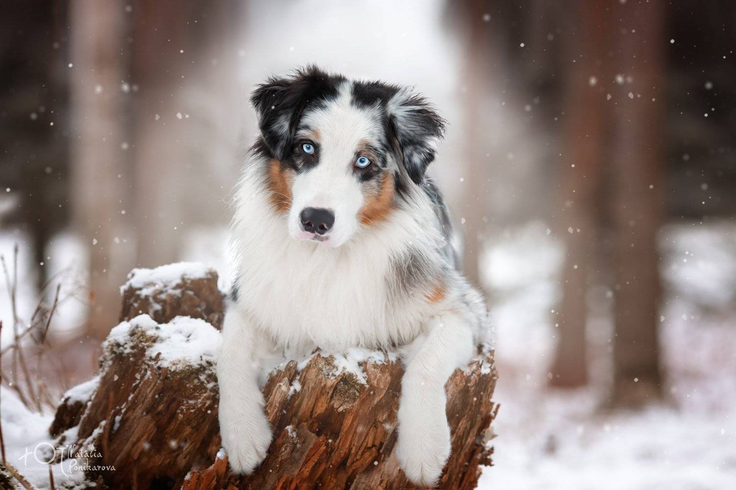 , Наталия Поникарова