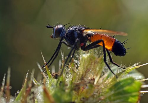 И в брюшке её горит маленький фонарик