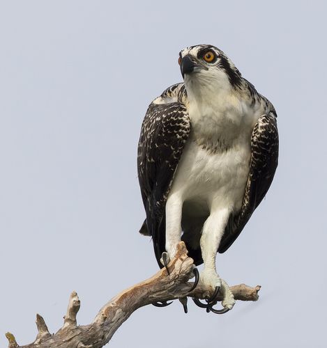 Young Osprey - Скопа