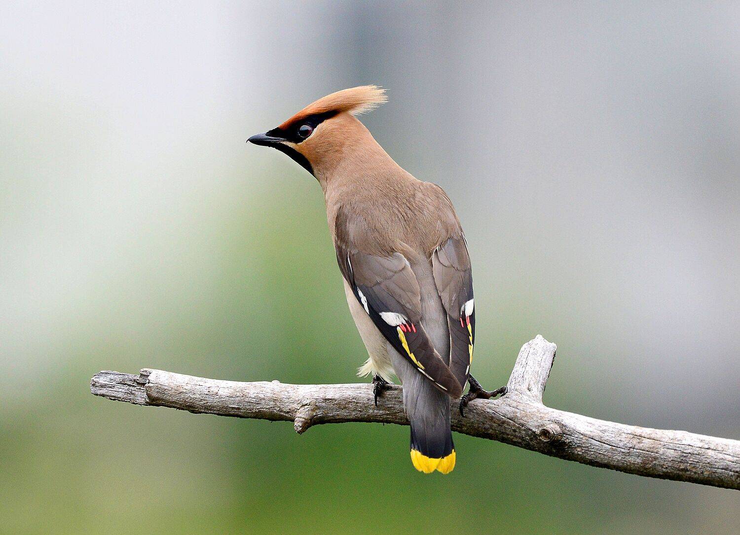 , Михаил Белоусов