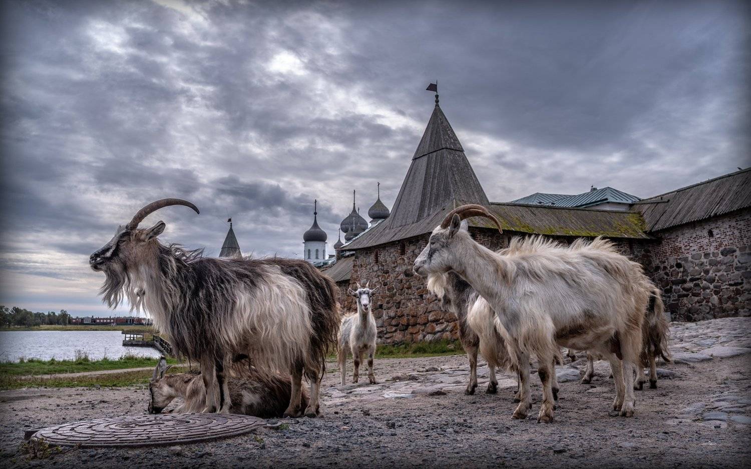 соловки,соловецкие острова,монастырь,спасо-преображенский монастырь, ник васильев, животные, козёл, коза, святое озеро, люк, стены, Николай Васильев