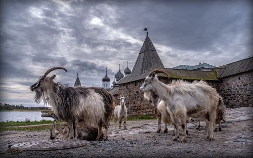 Козлы Соловецкие.