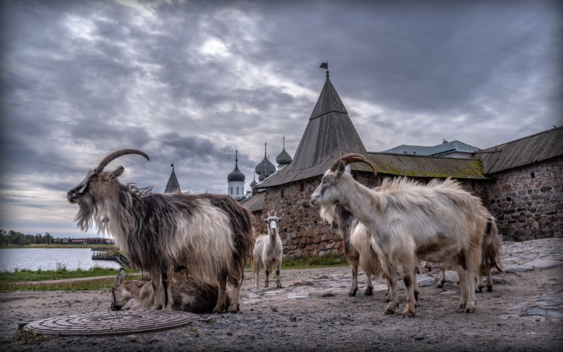 соловки,соловецкие острова,монастырь,спасо-преображенский монастырь, ник васильев, животные, козёл, коза, святое озеро, люк, стены Козлы Соловецкие. фото превью
