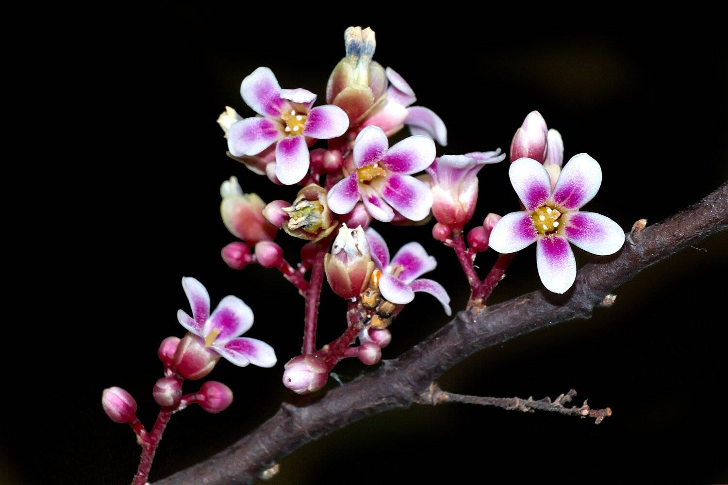 agriculture, asia, naverr, hoa carambola linn, background, beautiful, blooming, blooming flowers, blooms, carambola, dessert, dieting, exotic, flora, floral, food, food and drink, fresh, freshness, fruit, fruit juice, fruits, fruits and vegetables, green,, NeCoTi ChonTin