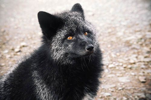 Чернобурыч