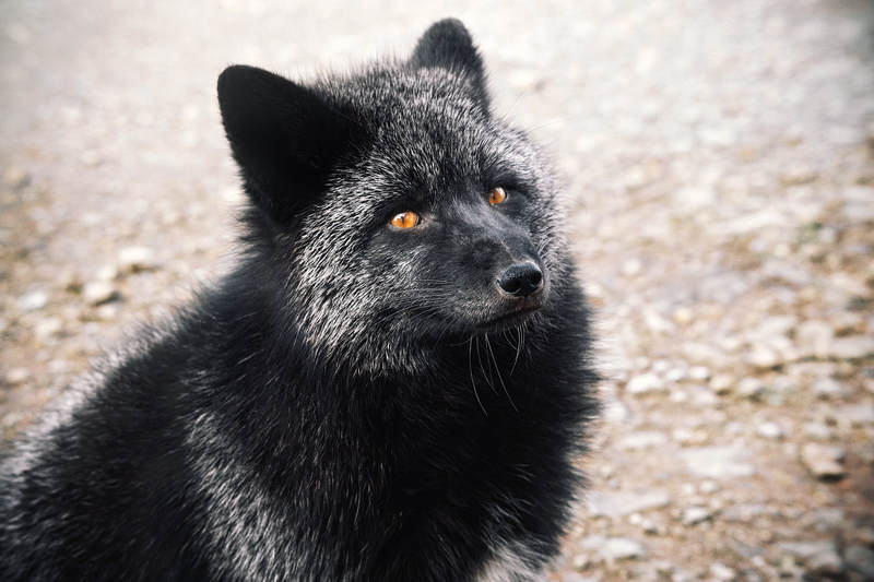 лиса животные  Чернобурыч фото превью