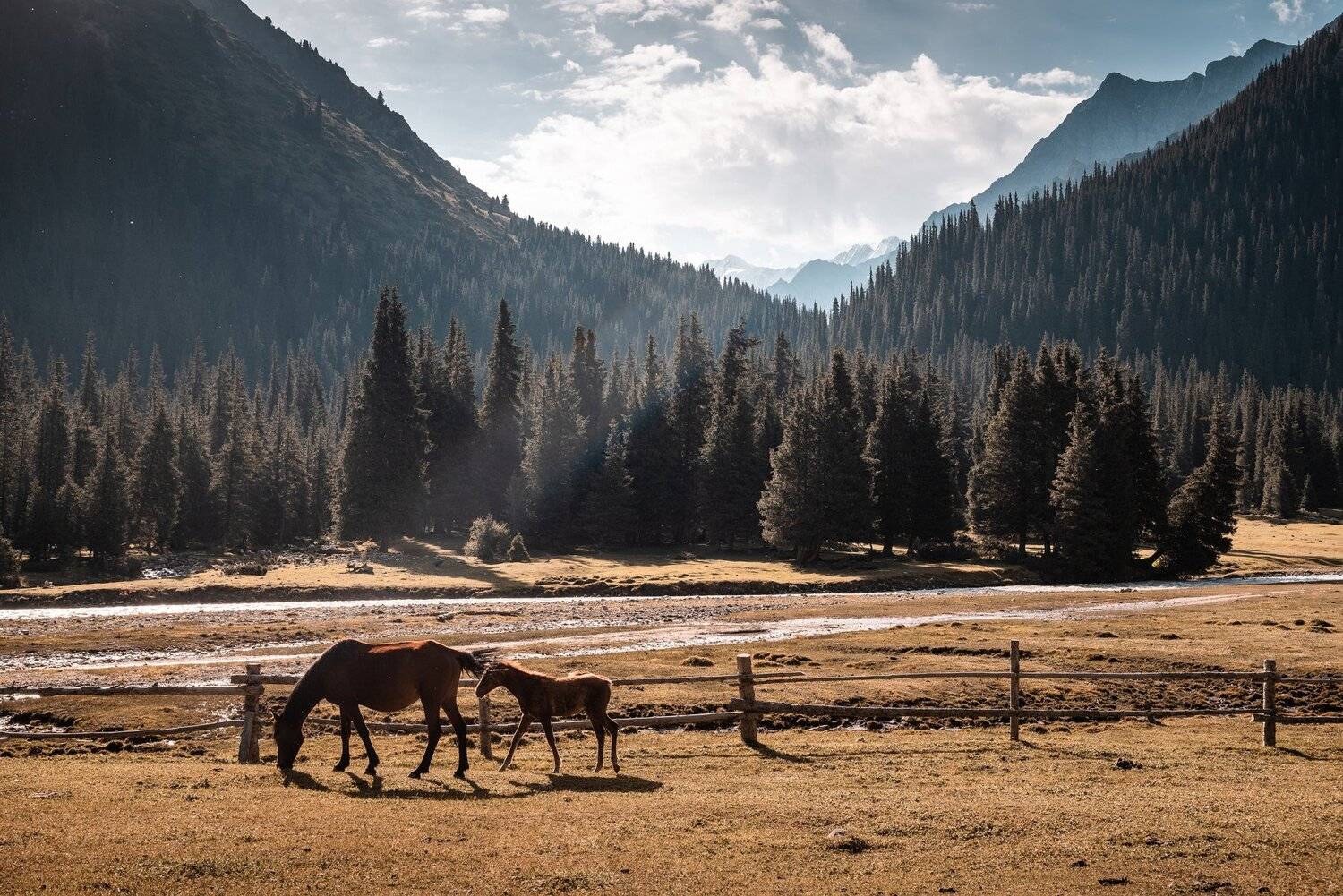 Терскей, горы, лошади, Evgeniy Khilkevitch