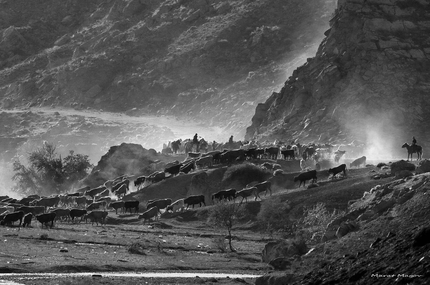 коровы,горы,вершины,пейзаж,небо,деревья,дагестан,природа, Marat Magov