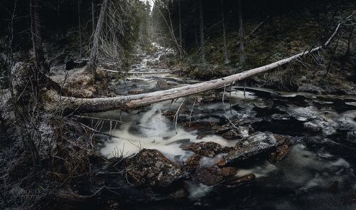 Frozen boreal forest