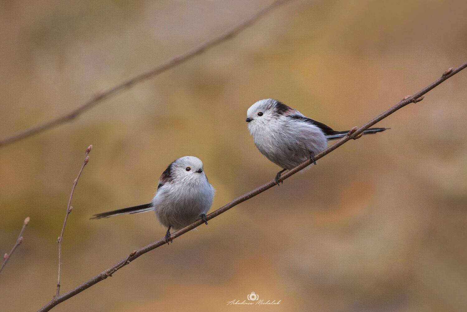, Arkadiusz Michalak