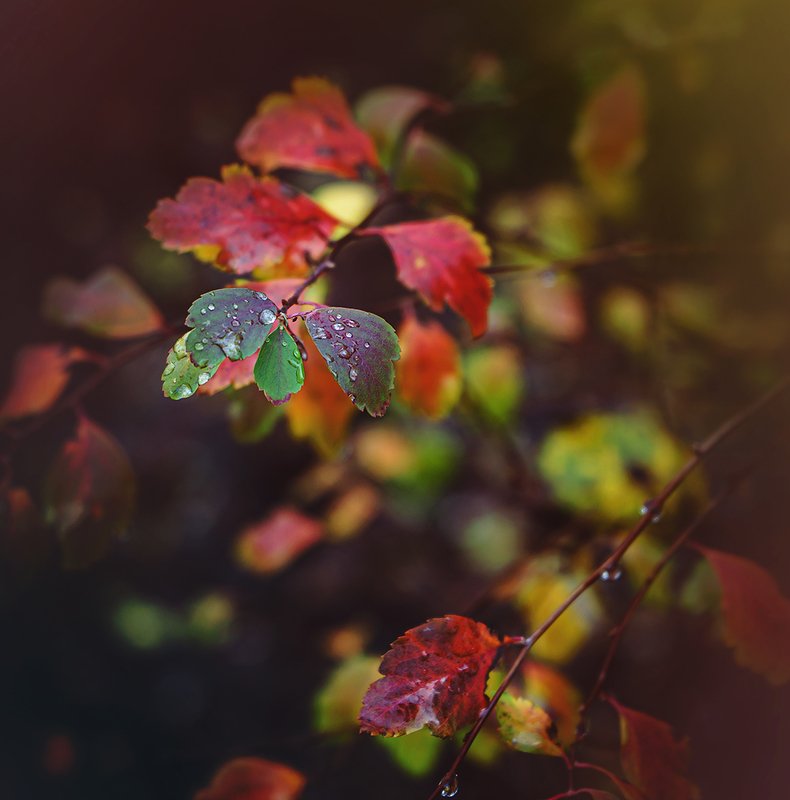 *** фото превью