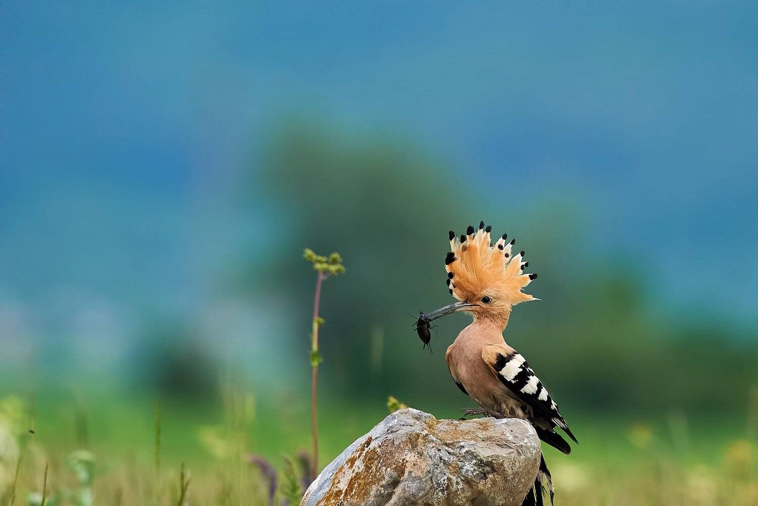 , Калин Ботев