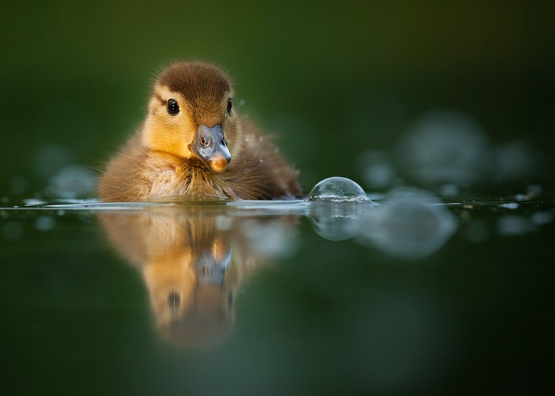 Ducling фото превью