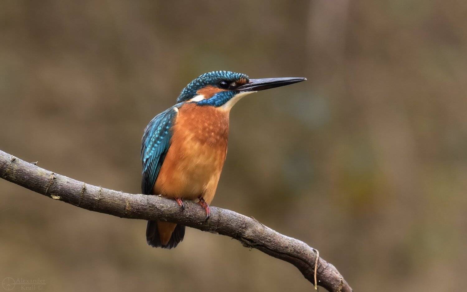 зимородок, Александр Круль