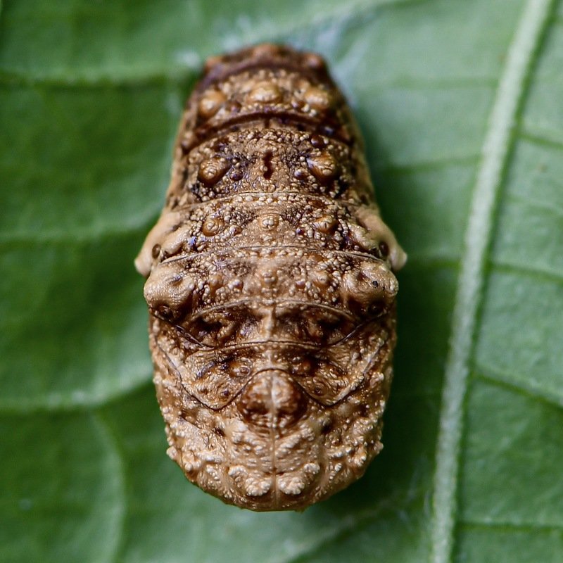 The statue фото превью