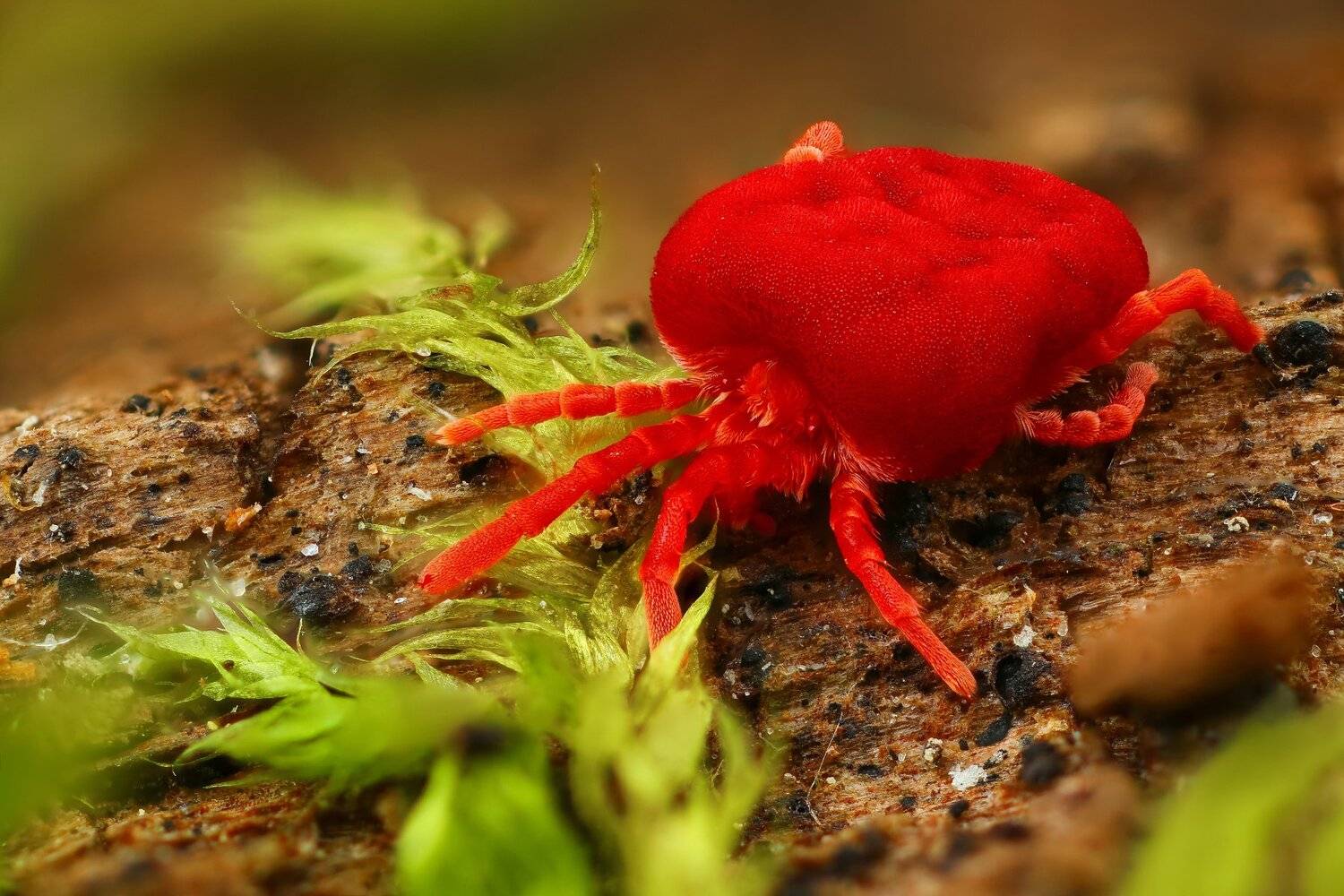 клещ макро природа красный цвет черный коричневый зеленый , Андрей Шаповалов