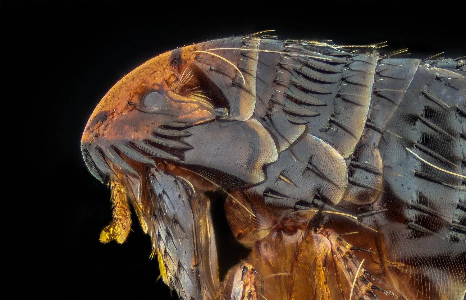 ceclii, macro, extrememacro, nikon d3400, nikon tu plan fluor 10x, Tsvetan Ganev