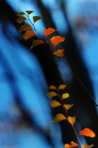 Blue November Day