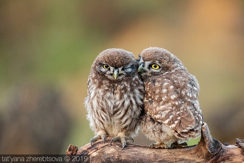 my-mriya, owl Домовые сычи фото превью