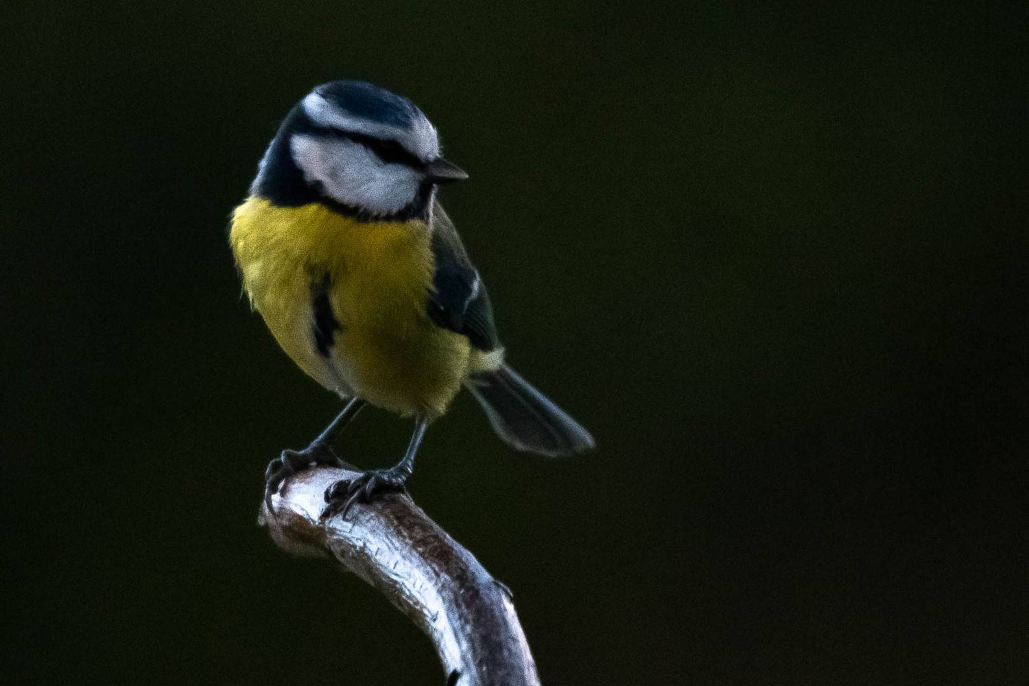 bird; sparrow; wild; passereaux; nature;, Sib&eacute;