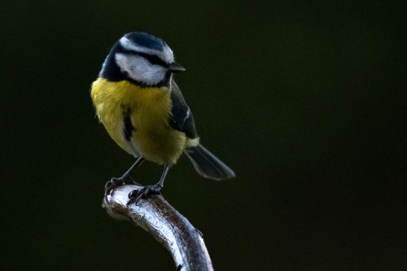 bird; sparrow; wild; passereaux; nature; Bluetit фото превью