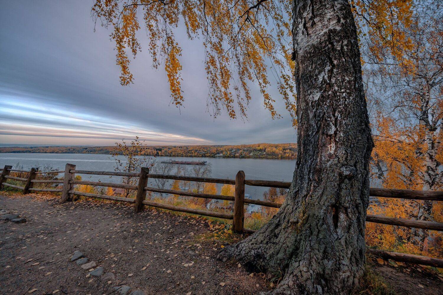 плес, волга, утро, осень, октябрь, ветер, береза, листва, желтый, Андрей Чиж
