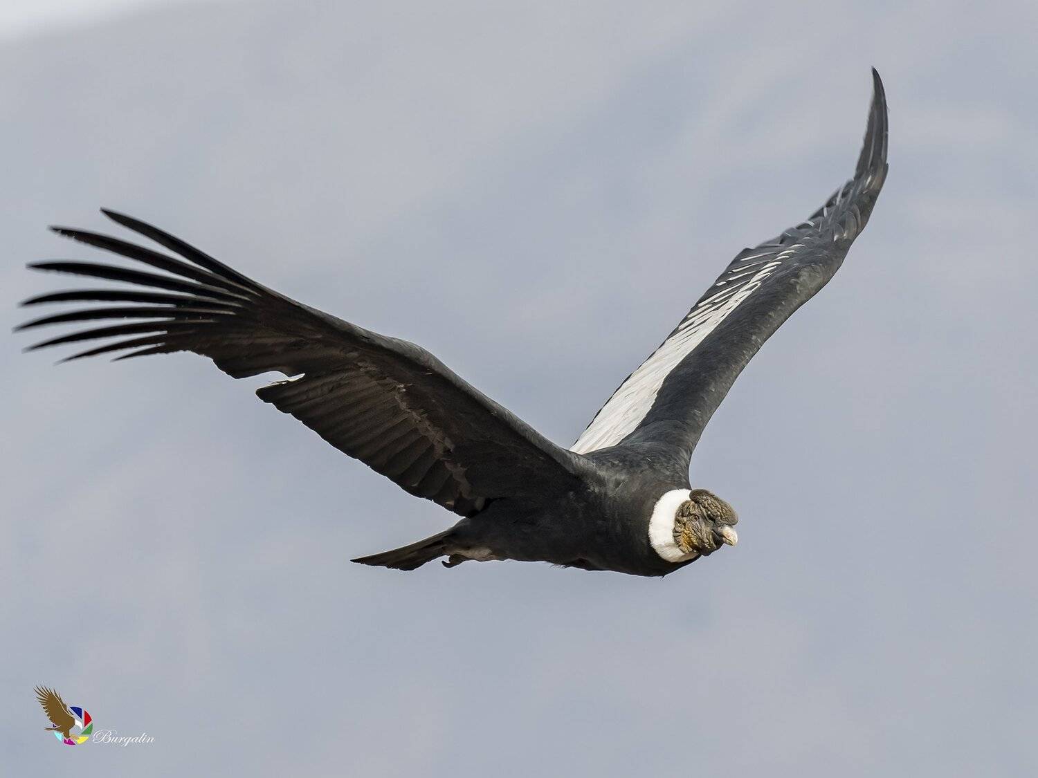 , Fernando Burgalin Sequeira