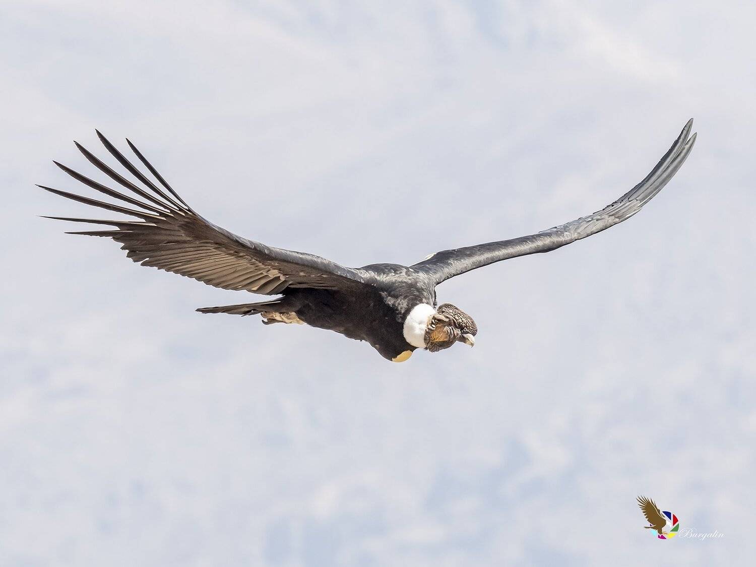 , Fernando Burgalin Sequeira