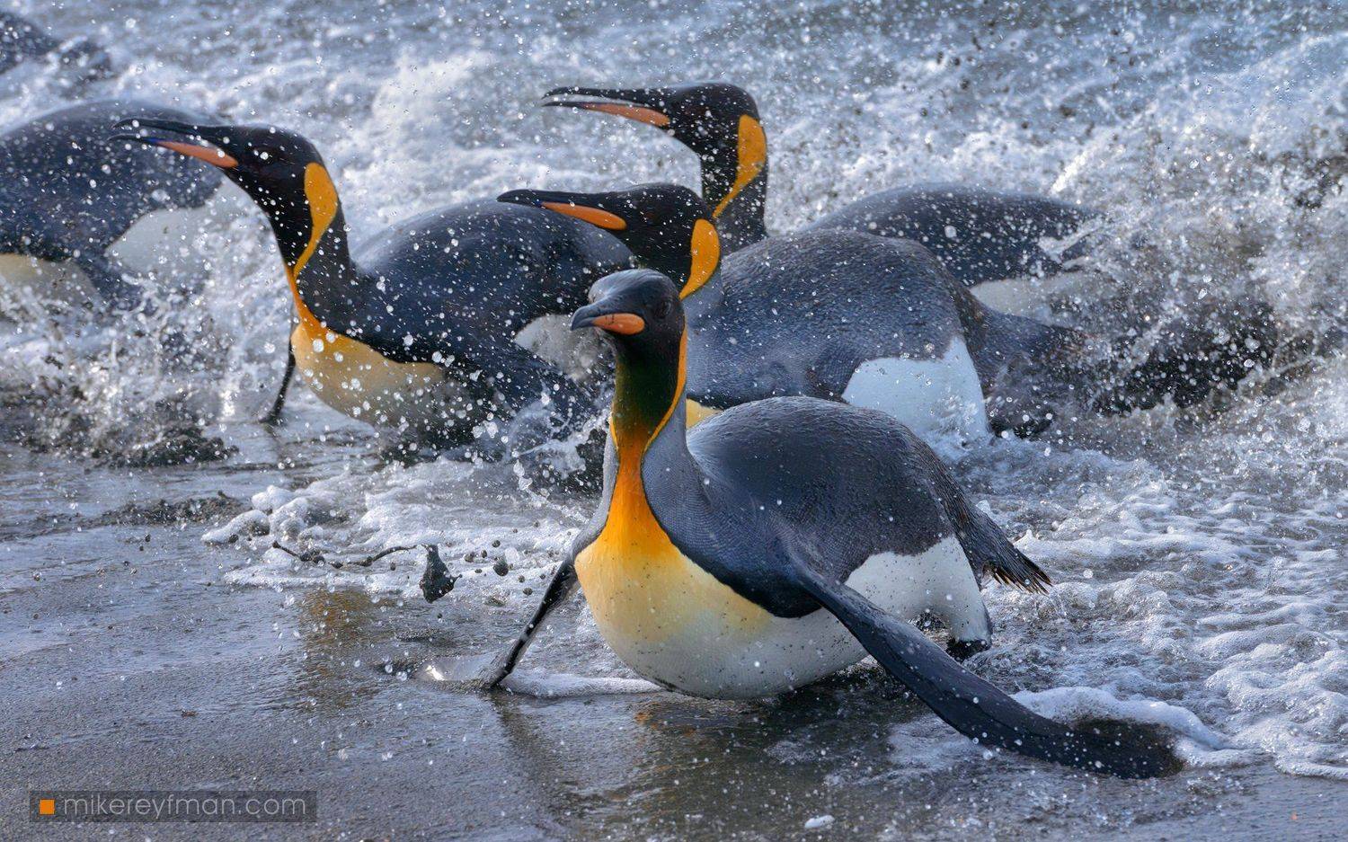 falkland island, islas malvinas, king penguin, rockhopper penguin, elephant seal, magellanic penguin, macaroni penguin, gentoo penguin, black-browed albatross, southern giant petrel, Майк Рейфман