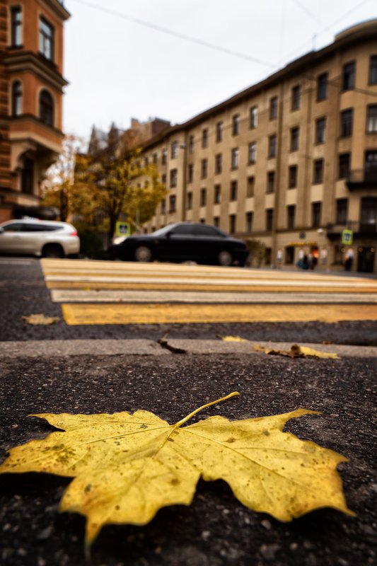 Осень листья Петербург настроение небо Осень в городе белых ночей и ветров фото превью
