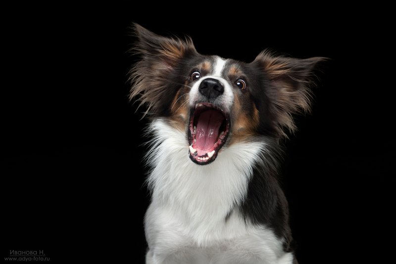 Ты не ты, когда голоден фото превью