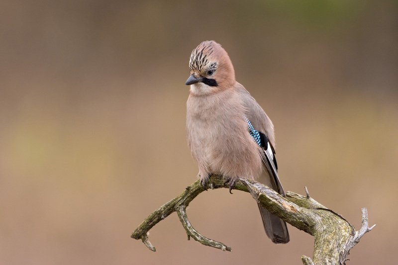 сойка фото превью