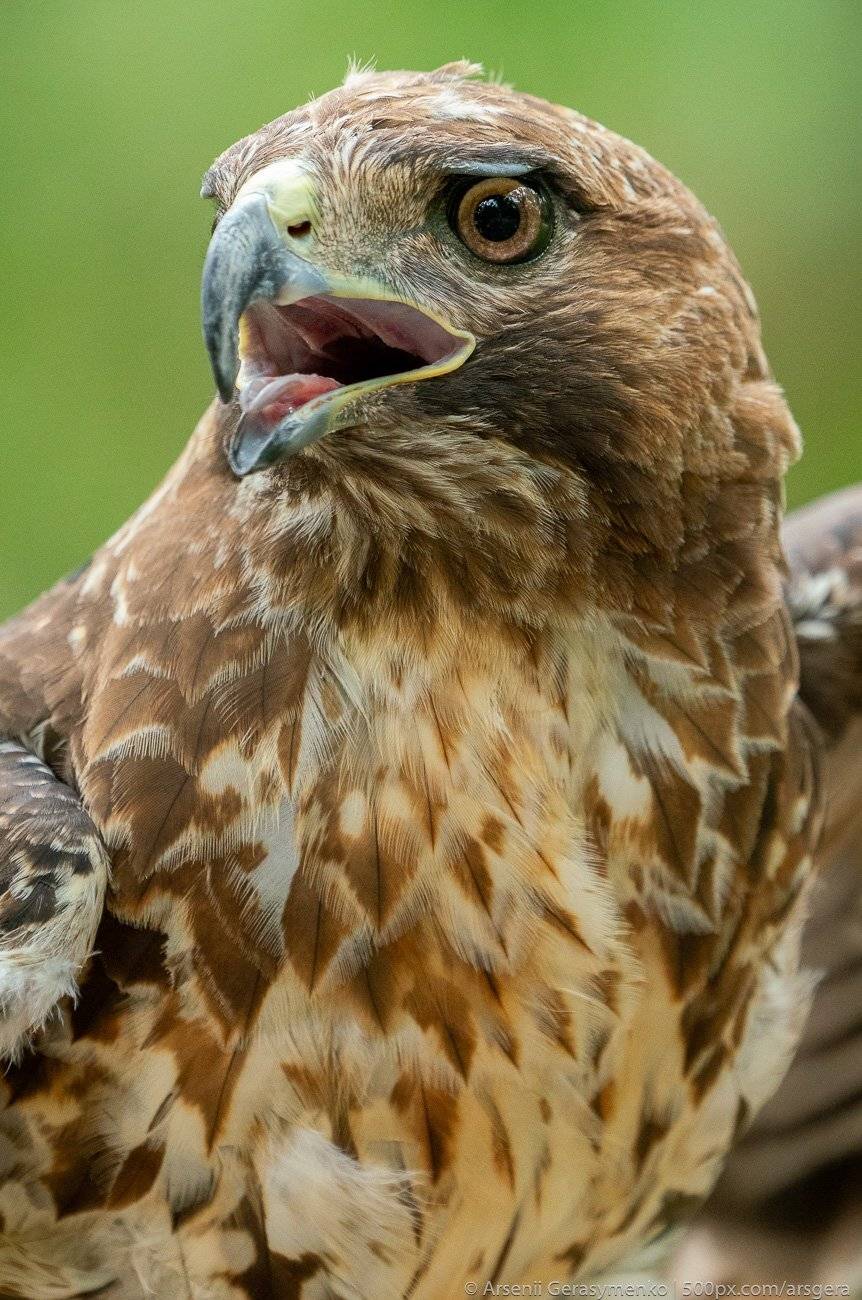 buteo jamaicensis; cuba; america; animal; background; beak; bird; brown; buteo; close; closeup; color; eagle; eye; feather; flight; fly; flying; hawk; hawks; head; hunter; jamaicensis; nature; outdoors; portrait; predator; prey; profile; raptor; red; red-, Арсений Герасименко