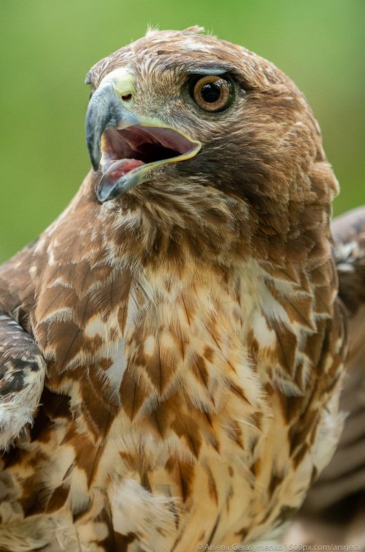 buteo jamaicensis; cuba; america; animal; background; beak; bird; brown; buteo; close; closeup; color; eagle; eye; feather; flight; fly; flying; hawk; hawks; head; hunter; jamaicensis; nature; outdoors; portrait; predator; prey; profile; raptor; red; red- red-tailed hawk or Buteo jamaicensis close-up portrait. Wildlife photo фото превью