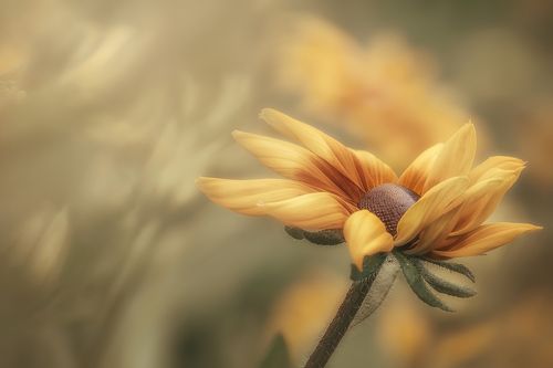 Медовый аромат осени