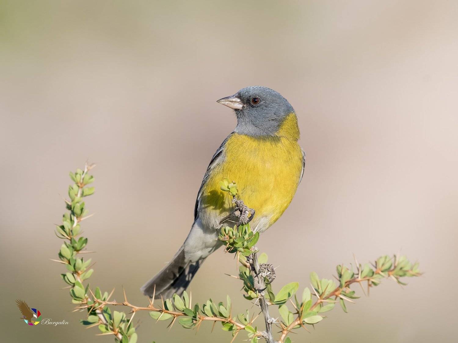 , Fernando Burgalin Sequeira