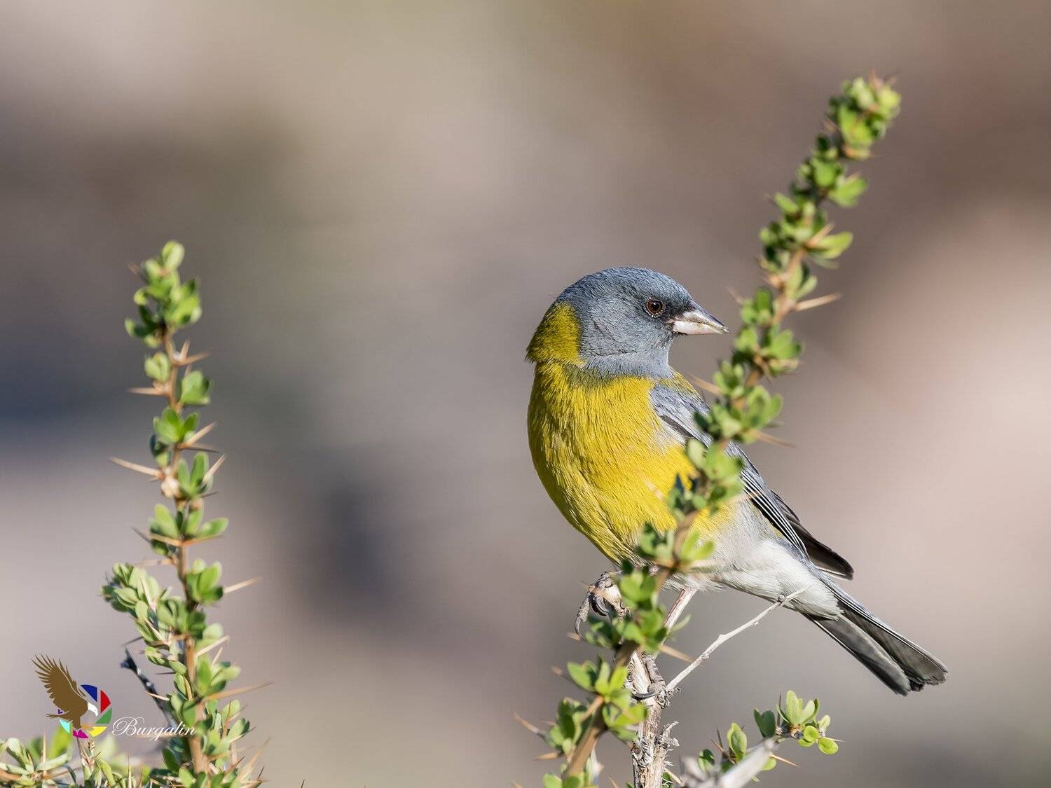 , Fernando Burgalin Sequeira