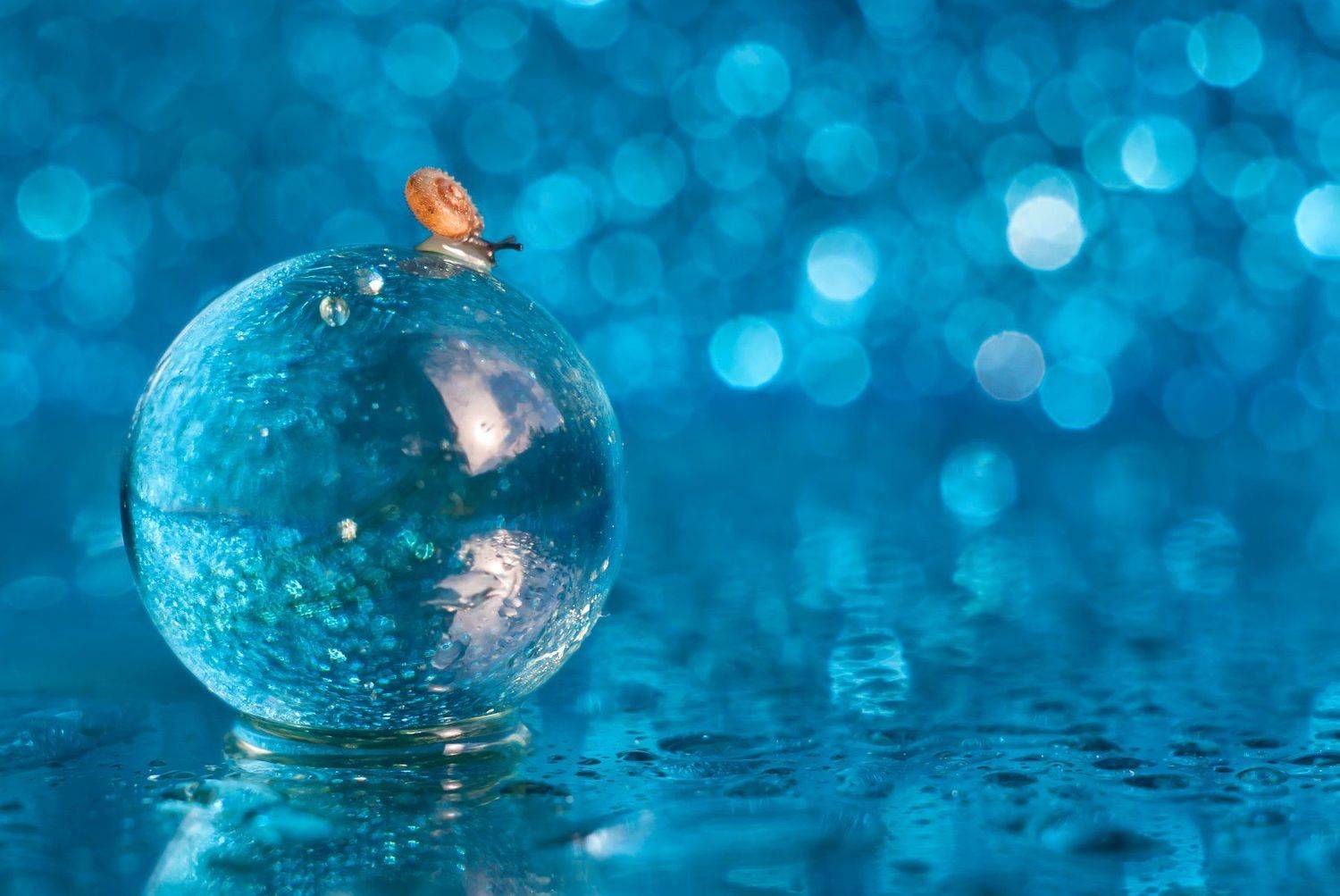 макро улитка шар голубой, Мария Александрова