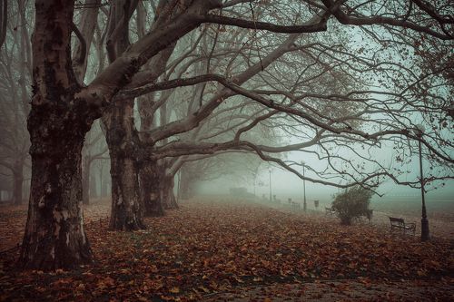 Avenue of Plane Trees