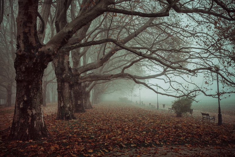 avenue of plane trees dranikowski road path autumn foggy morning mist magic fall Avenue of Plane Trees фото превью