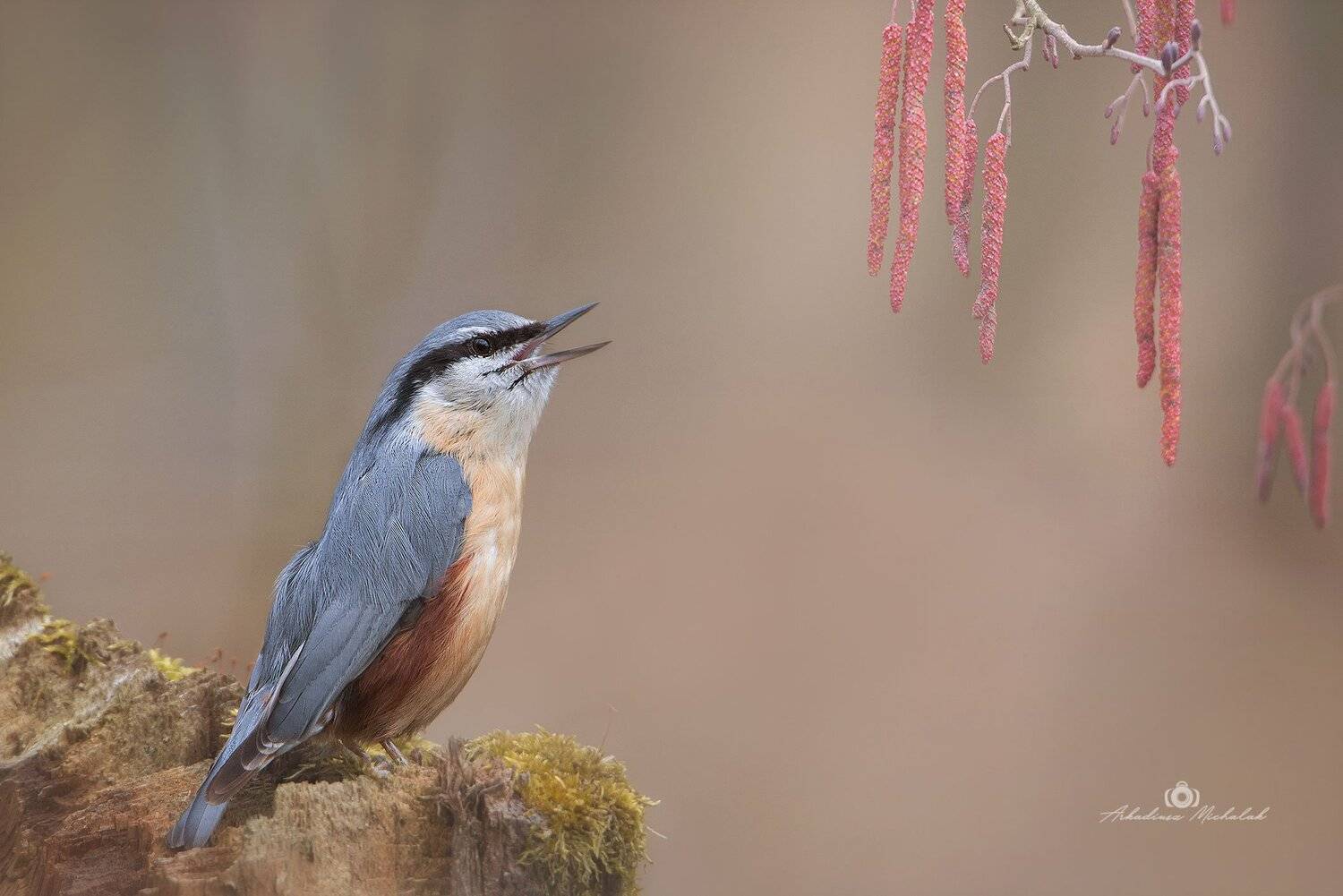 , Arkadiusz Michalak